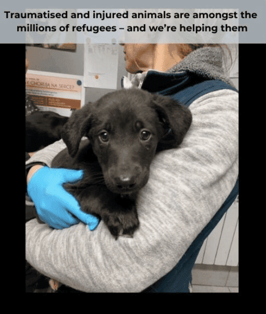 Rescued pets Rescued pets