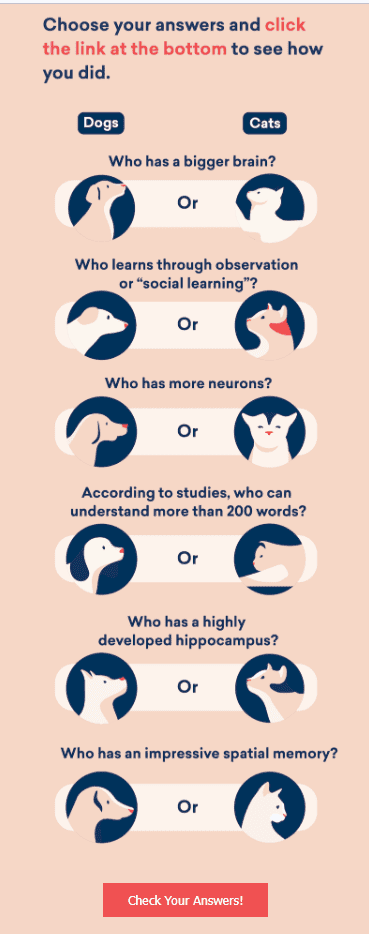 Interactive email content with cats Interactive email content with cats