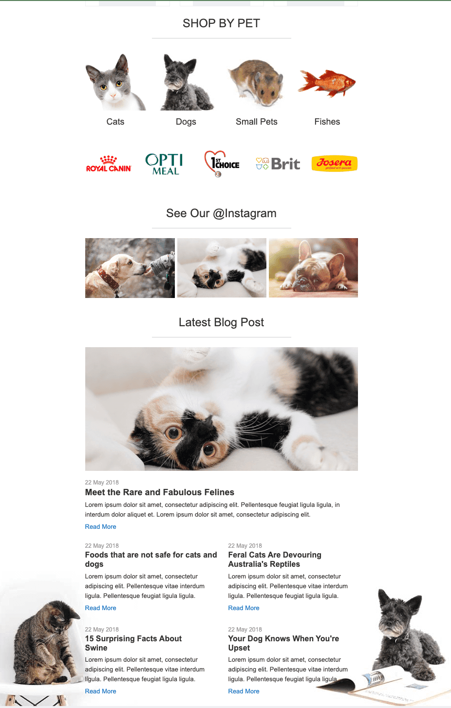 Creative email with marketing materials on kittens and other animals Creative email with marketing materials on kittens and other animals