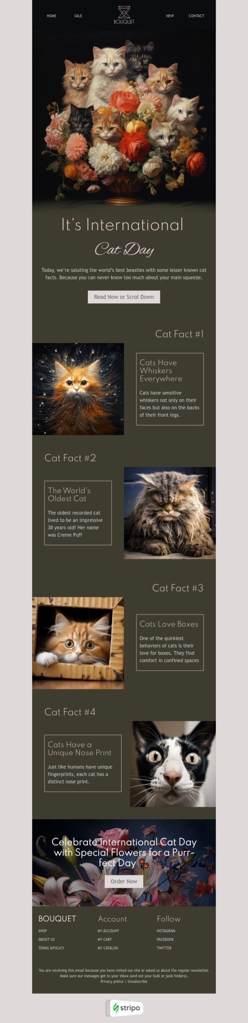Modelo de e-mail de «Fato do gato» de Dia Internacional do Gato para a indústria de presentes e flores Visualização de desktop